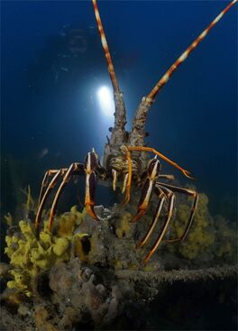 relitto delle lanterne, Moneglia © Portofino Divers