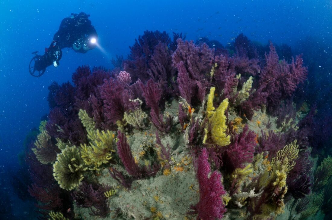 Immersioni a Punta Manara © Portofino Divers
