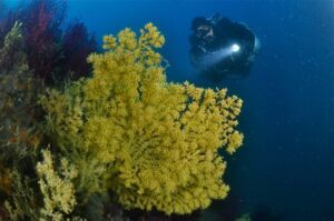 Diving Punta Manara © Portofino Divers