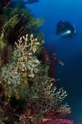Immersioni a Punta Manara © Portofino Divers