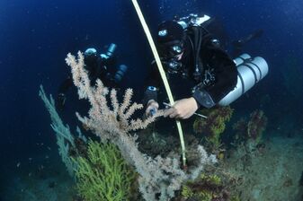 Immersioni scientifiche a Portofino