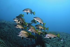 Diving Portofino