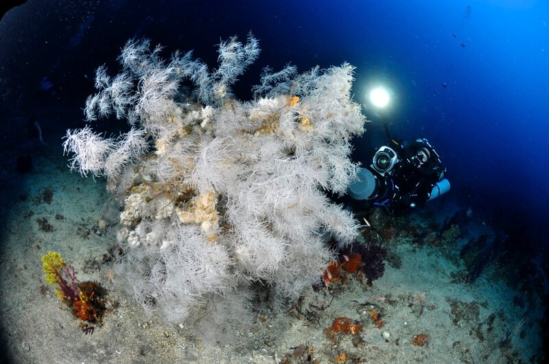 Corallo nero a Pantelleria © Portofino Divers